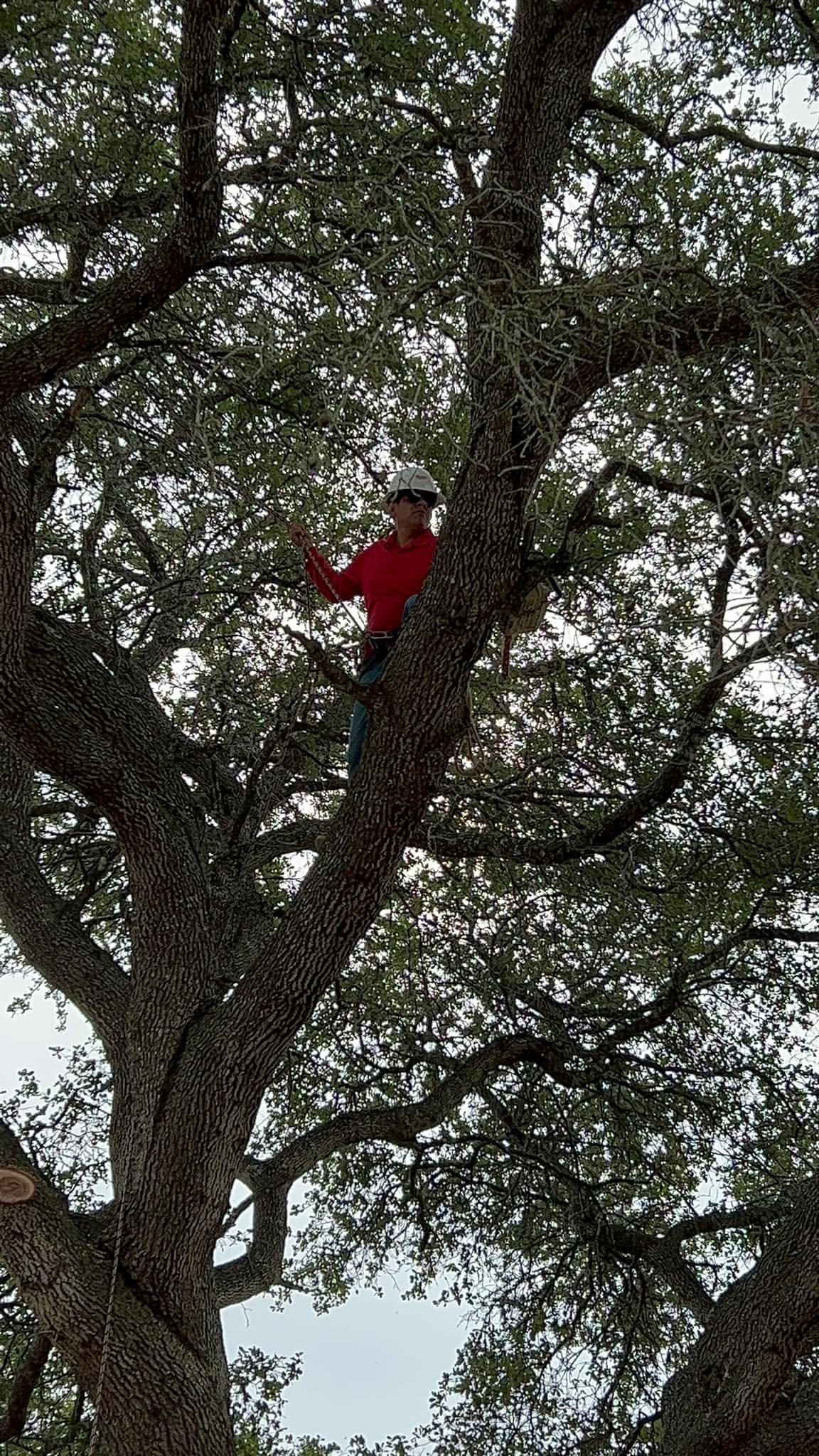MCJ Tree Service crew working high in a large oak tree