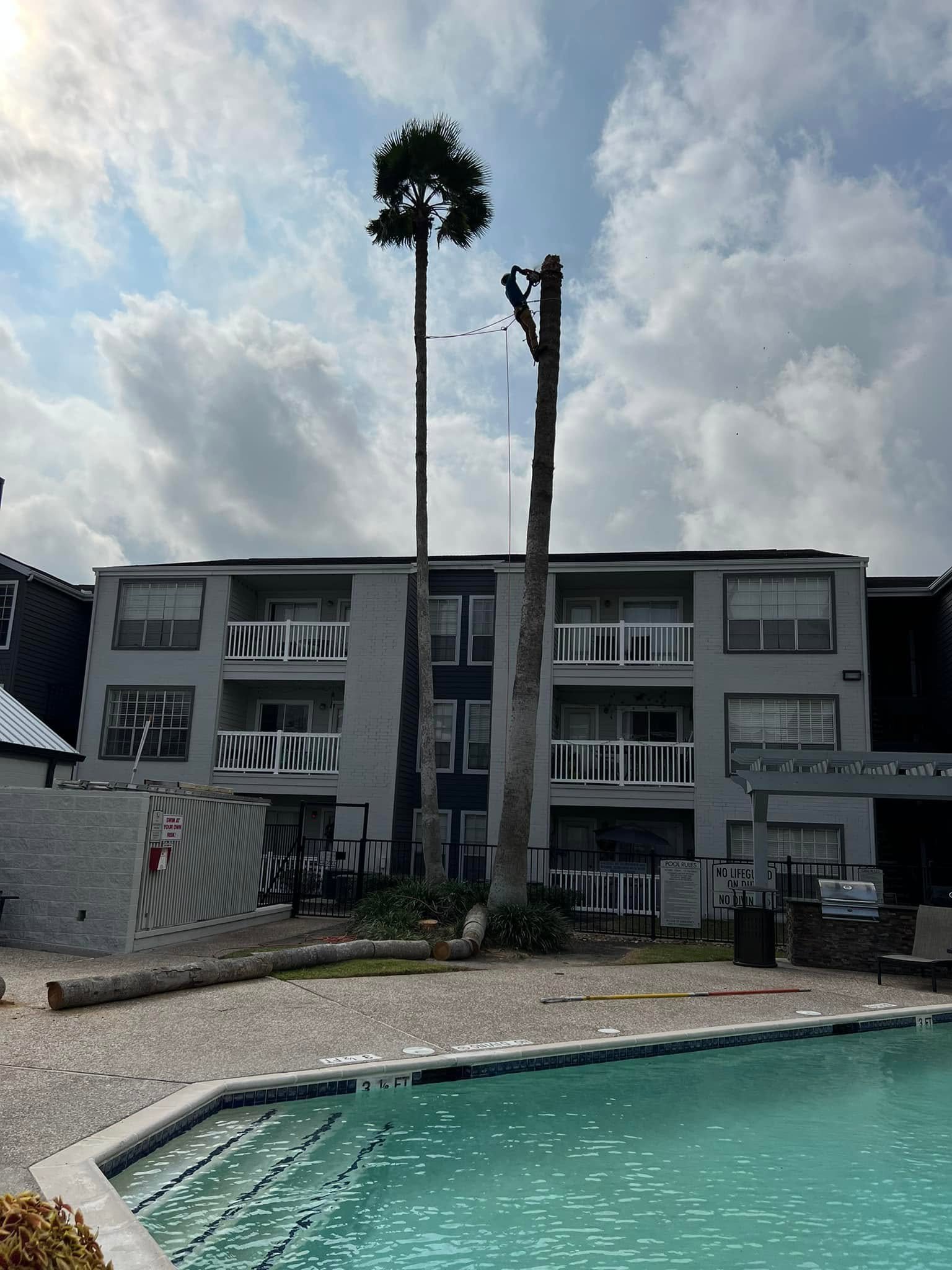 Palm tree removal by a pool