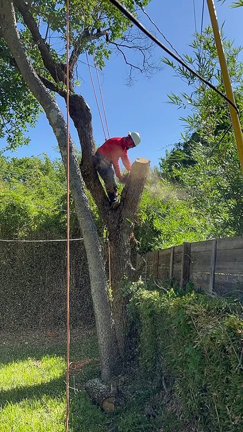 Climber cutting a tree with a chainsaw