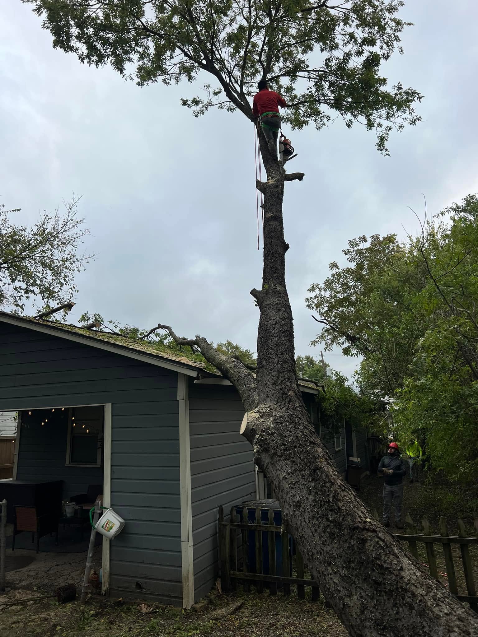 Large tree removal over a house